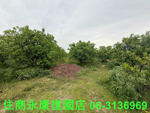麻豆農地-3