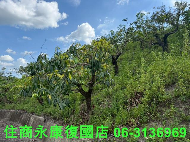 台南玉井農地-7