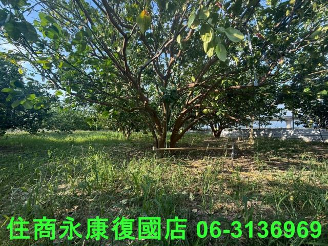 台南下營農地-2