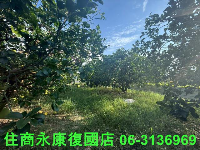 台南下營農地-3