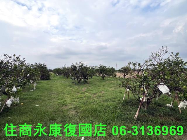 麻豆農地-4