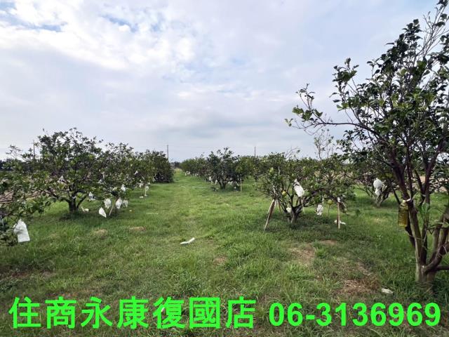 麻豆農地-0