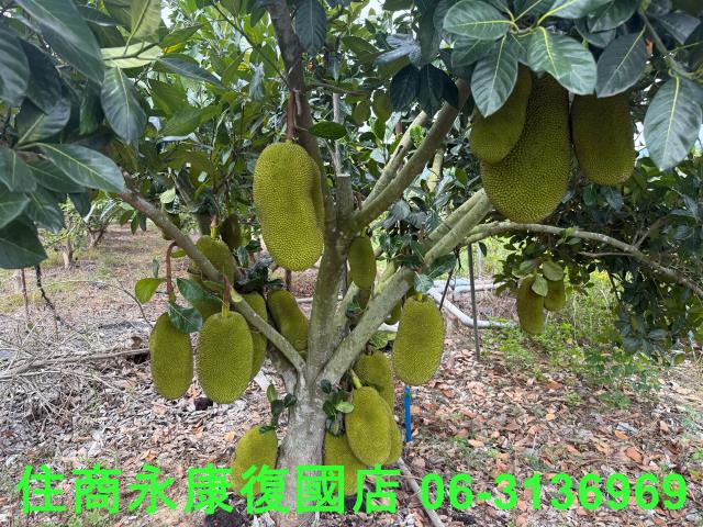 台南楠西農地-6